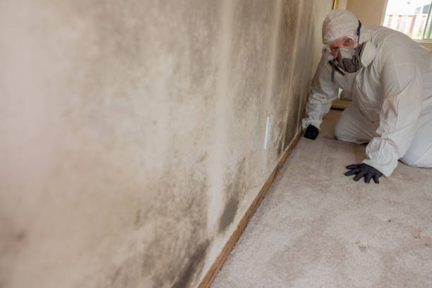 Mold Remediation for Rental Properties in Palisades Park, NJ